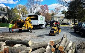 How Our Tree Care Process Works  in Muniz, TX